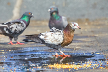 Pigeons close-up on a combined background