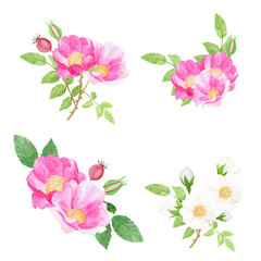 set of pink whild rose flowers