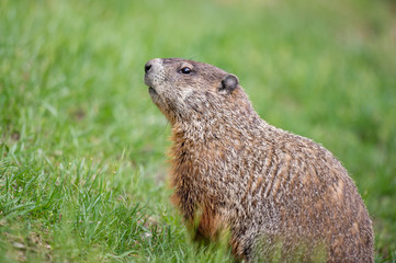 Curious Ground Hog