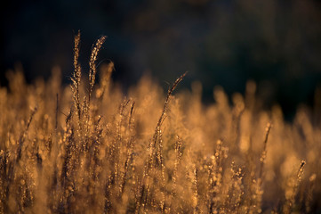 Glowing Brown Grass in a Field
