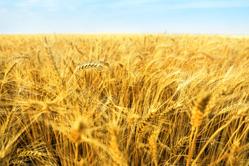 View of wheat field in summer