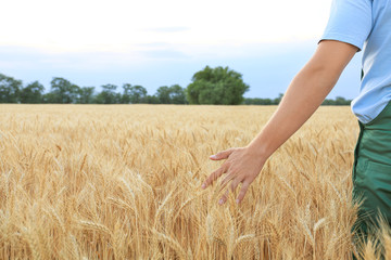 Male farmer in wheat field