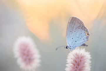 Pastel Butterfly