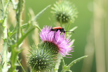 A bug in close up in SOuth of France