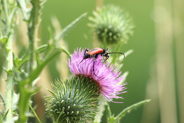 A bug in close up in SOuth of France