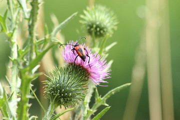 A bug in close up in SOuth of France