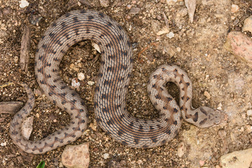 Asp viper, Vipera aspis in nature.