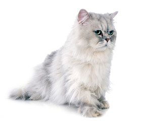 persian cat