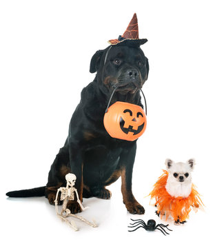 dogs and halloween