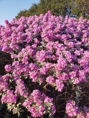 Purple Flowers