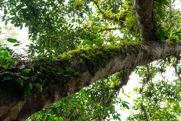 Floreana Island Galapagos