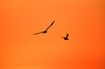 Evening sunset sky with birds silhouettes,photo