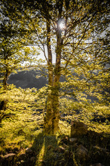 isolated tree in beautiful summer light, sun rays backlight through branches