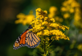 butterfly on golden rod