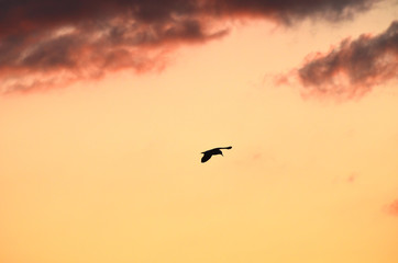 Fototapeta na wymiar Evening sunset sky with birds silhouettes,photo