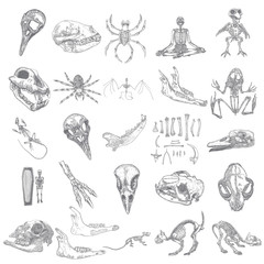 Magic animal bones design elements set. Hand drawn sketch for magician collection. Witchcraft spell symbols, bird raven, chicken, wolf or dog jaw, vampire bat, rat or mouse, spider skeleton. Vector.