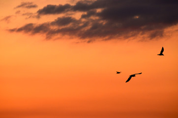 Evening sunset sky with birds silhouettes,photo