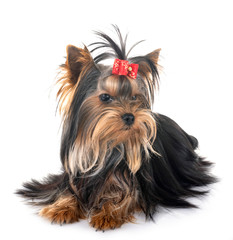 young yorkshire terrier