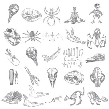 Magic animal bones design elements set. Hand drawn sketch for magician collection. Witchcraft spell symbols, bird raven, chicken, wolf or dog jaw, vampire bat, rat or mouse, spider skeleton. Vector.