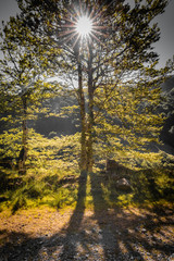 isolated tree in beautiful summer light, sun rays backlight through branches