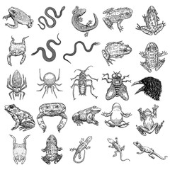 Magic animal elements set. Hand drawn sketch for magician collection. Witchcraft spell symbols, reptile frog, toad, lizard and snake, spider, fly insect, crow, raven bird, cockroach. Vector.