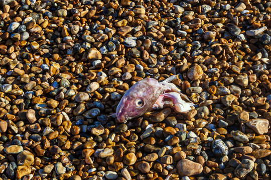 Fish head on a pebble beach