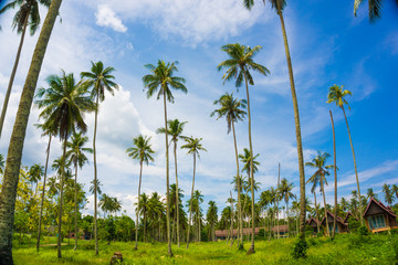 Fototapeta na wymiar Coconut palm tree ant view to sky sea beach