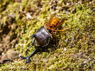 Japanese yellow hornet eating a rhinoceros beetle 8