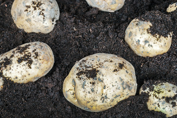 harvest of ripe potatoes on the ground in the garden