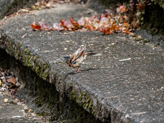 meadow bunting, Emberiza cioides, dries after a bath 5