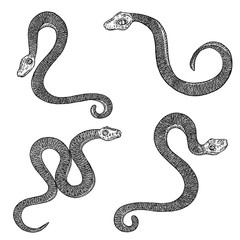 Set of snake drawing illustration. Black serpent isolated on a white background tattoo design. Venomous reptile, drawn witchcraft, voodoo magic attribute for Halloween. Vector