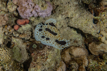 Coral reefs and water plants in the Red Sea, Eilat Israel