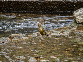 Oriental, or grey-capped, greenfinch in a shallow river 7