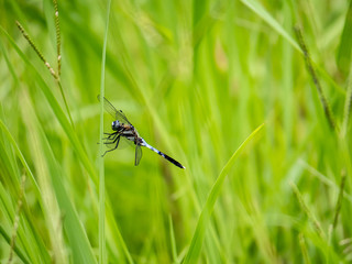 Orthetrum albistylum skimmer dragonfly on grass 1