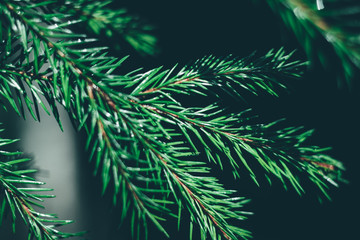 Fototapeta na wymiar Christmas fir tree background with copy space. Fir tree branches texture.