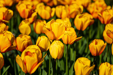 Tulips in spring © nigelfrench