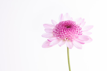 Chrysanthemum bright pink flower. On white isolated background with clipping path. Closeup no shadows. Garden flower.