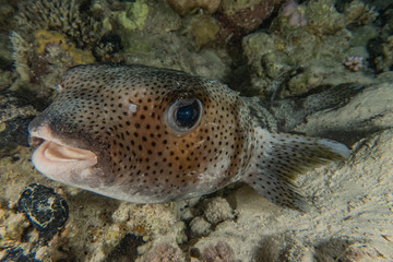 Fish swim in the Red Sea, colorful fish, Eilat Israel