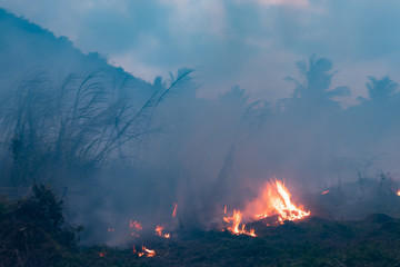 Forest fire at night. Bushes are burning, the air is polluted with smoke. Fire, close-up.