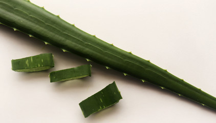Aloe Vera Leaf Slices