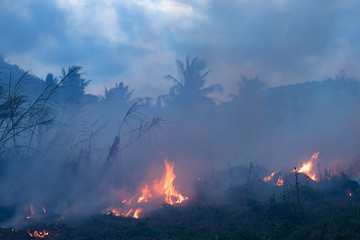 Forest fire at night. Bushes are burning, the air is polluted with smoke. Fire, close-up.