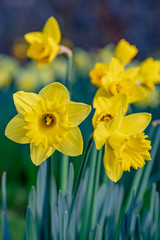 Yellow daffodils in spring
