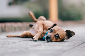 dog playing with ball