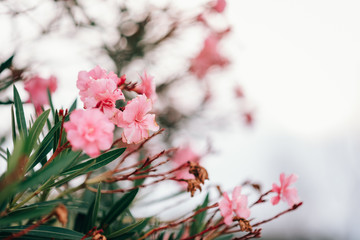 pink flowers on tree
