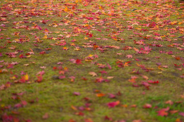 Maple leaves in autumm season