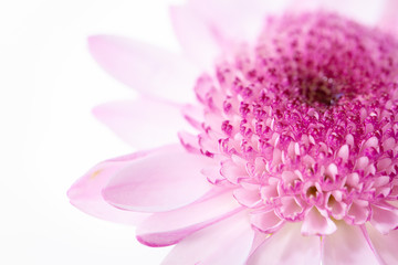 Chrysanthemum bright pink flower. On white isolated background with clipping path. Closeup no shadows. Garden flower.