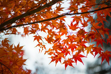 Red maple leaves in autumm season