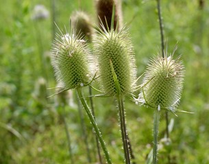 A close view of the green thorny plant in the field.