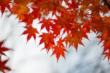 Red maple leaves in autumm season