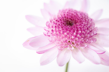 Chrysanthemum bright pink flower. On white isolated background with clipping path. Closeup no shadows. Garden flower.